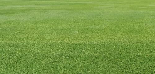 Hardwearing Lawn, Ultra Hardwearing Grass Seed by DAMAVAND PRO, Fast Growing Lawn Seed (500 G)
