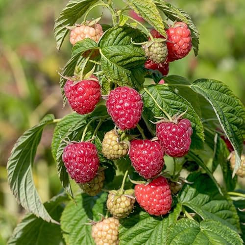 Himbeere Autumn First - Rubus idaeus - lebende Gartenpflanze aus den Baumschulen