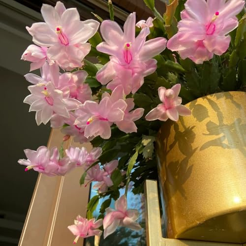 Cactus di Natale d'appartamento purificatrici d'aria selvatici 100semi