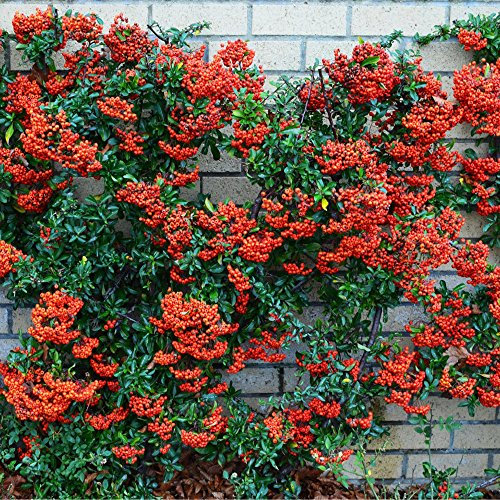 GardenersDream 5 x Red Firethorn Pyracantha Hedging Plants - Colourful Evergreen Outdoor Plants - Flowering Shrubs for Walls and Fences - Fast Growing Red Column Plant (20-40cm incl. 9cm Pot)