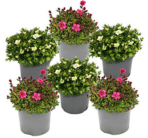 Moos-Steinbrech Pflanze - Saxifraga arendsii - rot und weiss blühend - 12cm - Set mit 6 Pflanzen