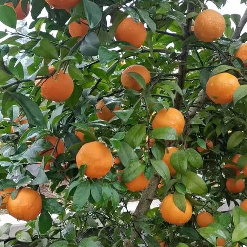 semillas resistentes de limonero - decoración elevado jardín interior 200pcs