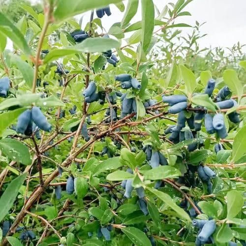 mirtillo siberiano - organico di Aiuole rialzate giardino balcone 300semi
