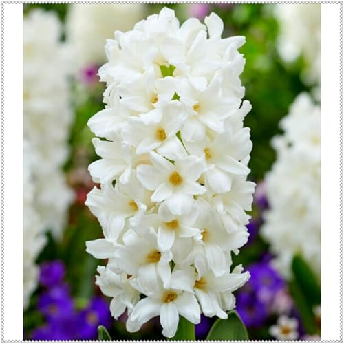 Tubérculos de Jacinto Resistentes- Jacinto Perenne- Fácil de Cultivar- Rizomas de Jardín Seleccionados- Prospera en Macetas-2 Rizomas-G