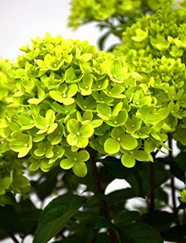 Suttons Hardy Hydrangea Paniculata 'Little Lime' Large Shrub in Pot White Green Flowers Shrubs Garden Plants, for Patio & Pots, Garden Border & Cut Flowers (1 x 3.5 Litre Potted Plant)