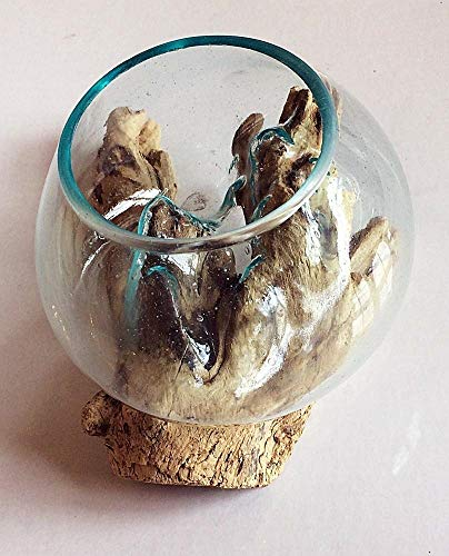 Schöne 15 cm große Glasvase, aufwendig auf eine Teakwurzel geblasen – ideal für Blumen oder EIN Terrarium im Innenbereich – jedes Stück ist EIN Unikat