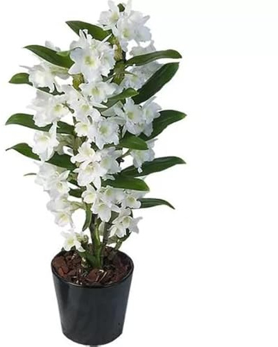 Dendrobium Nobile Blanco Planta Natural con Flores Decorativas