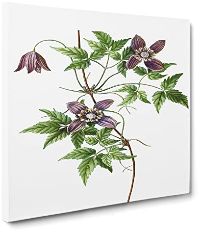 Alpine Clematis Flowers by Pierre Joseph Redoute Canvas Print | Gallery Wrapped 30mm Frame Wall Art | 14x14 inches | Ready to Hang | Retro Floral Picture | Living Room Bedroom Lounge Office