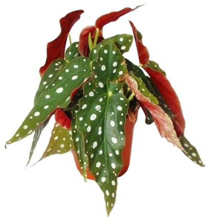 Begonia Maculata Natural Planta Exótica y Resistente de Interior