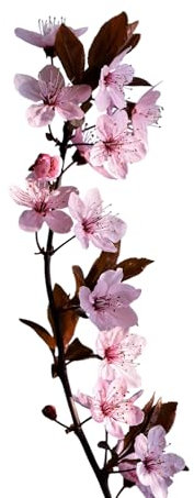 Planta natural Frutal arbol Cerezo Picota injertado. Altura 80-100 cm. Cereza dulce, sin pedúnculo, piel roja oscura, firme, jugosa, de origen en el Valle del Jerte. Segura Garden