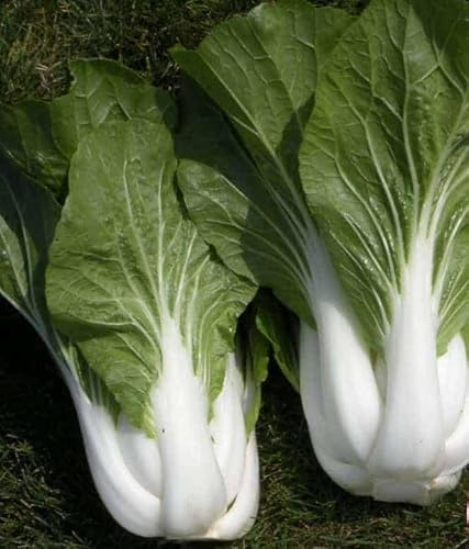 3600 Hybrid Sweet Pak Choi Seeds; Wawacai 551 娃娃菜; Great Autumn Crop