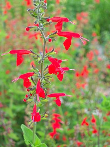 50+ Salvia coccinea | Graines de fleurs de sauge écarlate/Graines de fleurs sauvages vivaces pour plantes de bordure Graines de plantes à fleurs d'extérieur Maison Jardin Graines de fleurs