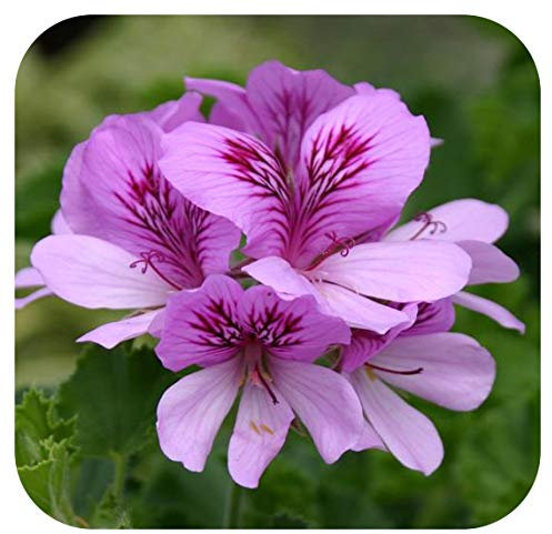 Scented Pelargonium COLA Large Cutting Plug Plant Grandeur Odorata Geranium