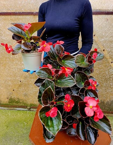POWERS TO FLOWERS - BEGONIA BIG A FOGLIA VERDE SCURO E FIORE ROSSO, 3 PIANTE VASO 14 CM DIAMETRO, piante vere