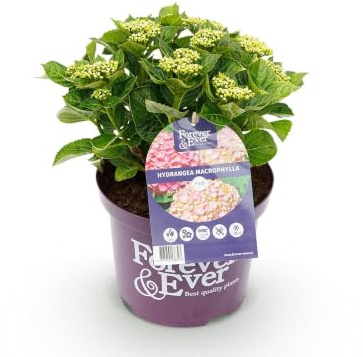 Green boutiQ - Balkonpflanze - Hortensie - Hydrangea Forever & Ever - Rosa - 7-12 Blüten - Topf 23cm Höhe 55cm