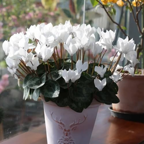 Alpenveilchen - herbstpflanzen Cyclamen persicum, für sonnige plätze gartenpflanzen winterhart 300Samen
