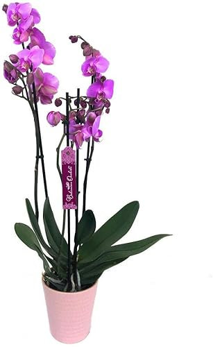 Garden Center Shop | Orquídea Phalaenopsis natural fucsia 75 cm | 2‑3 tallos floridos | Floración duradera y fácil cuidado