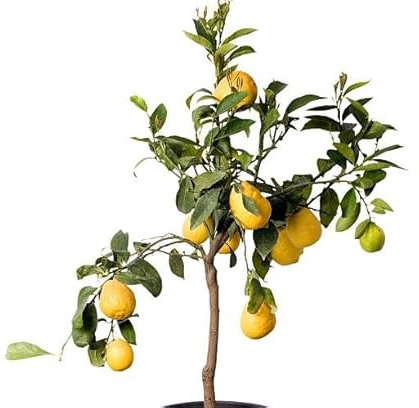 Limonero Árbol Frutal - Citrus Limon - Ideal para el Patio del Hogar
