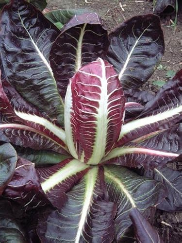 800 Organic Red Treviso Endive Seeds for Planting Heirloom Non-GMO 2.5+ Grams Garden Vegetable Bulk Survival Chicory Radicchio