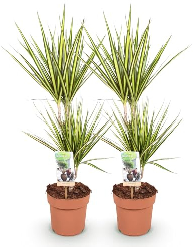 Dracaena Sunray Drachenbaum 2er Set Ø17cm Höhe 70-75cm grün-gelb panaschiert pflegeleichte Zimmerpflanzen dekorative Grünpflanzen für Innenräume