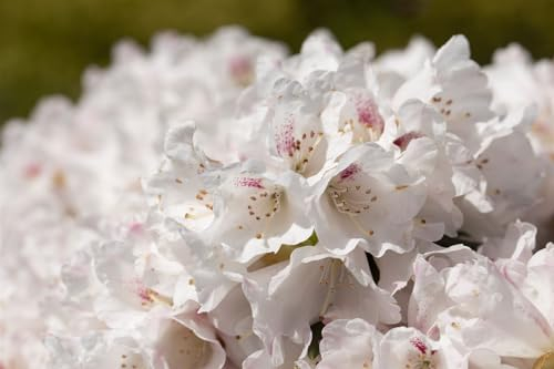 Alpenrose Rhododendron Blewbury 30-40 cm Zierstrauch winterhart immergrün