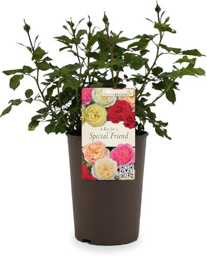 Beautiful Yellow Gift Rose -  For a Special Friend - Gift Wrap Included | Modern Garden Hybrid Bush Rose - 3L Potted Floral Flowers