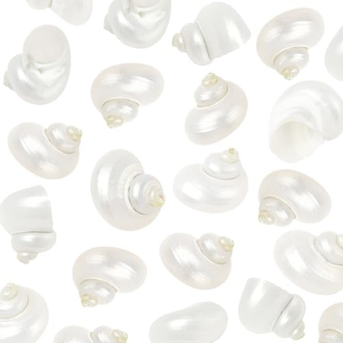 SUNNYCLUE 1 caja de 20 conchas Marinas En Espiral, Conchas Blancas Naturales Sin Agujero, Conchas de Cangrejo Ermitaño En Espiral para Manualidades, Rellenos de Jarrones, Peceras, Fiestas Temáticas de