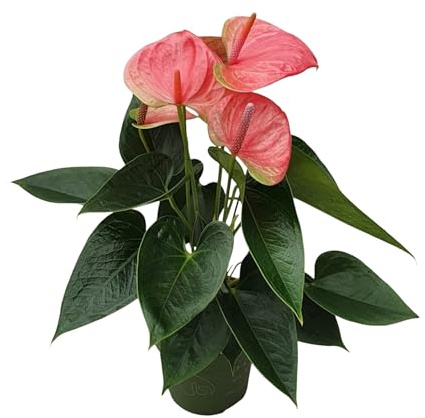 Plant in a Box - Flamingoblume - Anthurium 'Sweet Dream' - Höhe 35-45cm - Topf 12cm - Blühende Zimmerpflanze - Rosa