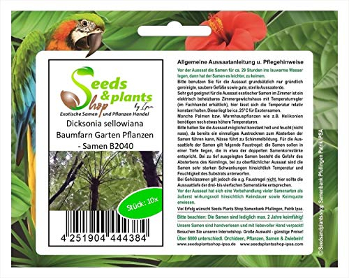 Pcs - 10x Dicksonia Sellowiana Fougère Arborescente Jardin Plantes - Graines B2040 - Seeds & Plants Shop by Ipsa