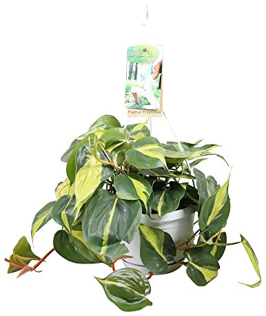 Garden Center shop by VM Planta Natural PHILODENDRON Brasil M14 30CM Colgante Interior