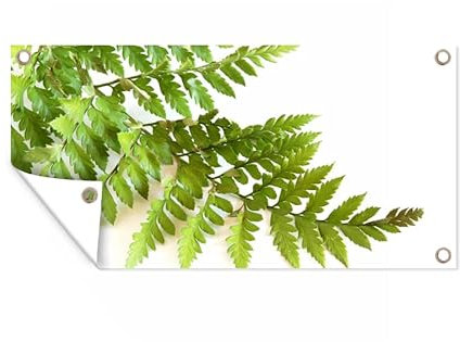 MuchoWow Outdoor-Poster Poster Wanddeko draußen Deko Garten Gartenposter 80x40 cm Grüne Blätter eines Farns vor einem weißen Hintergrund