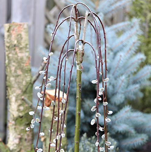 Hochstamm Hängende Kätzchenweide 100-125cm - Salix caprea - lebende Gartenpflanze aus den Baumschulen