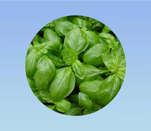 200 graines basilic grand vert - Ocimum basilicum genovese - basilic doux - basilic commun