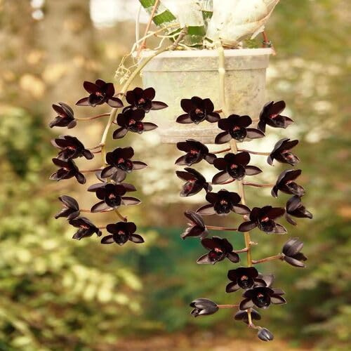 100 semi di orchidea rampicante nera