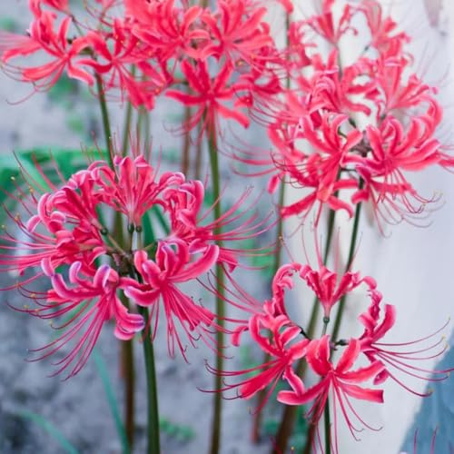 Bulbi di giglio ragno, bulbi di giglio sangue arredamento del soggiorno resistenti per giardini rocciosi da balcone per gli amanti del giardino vecchie varietà 3pcs