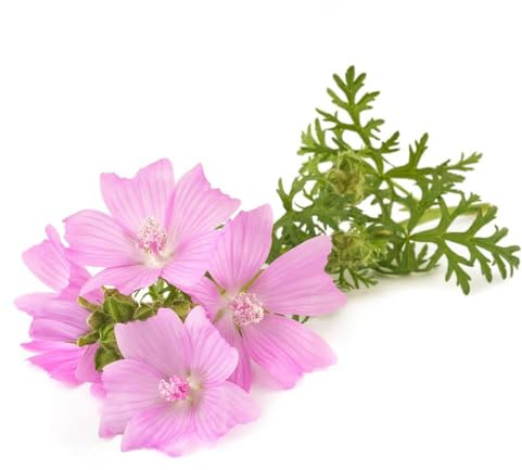 semi di malva perenne, balcone giardino semi di malva, resistenti all'inverno per balconi, del balcone decorazione primavera 600pcs