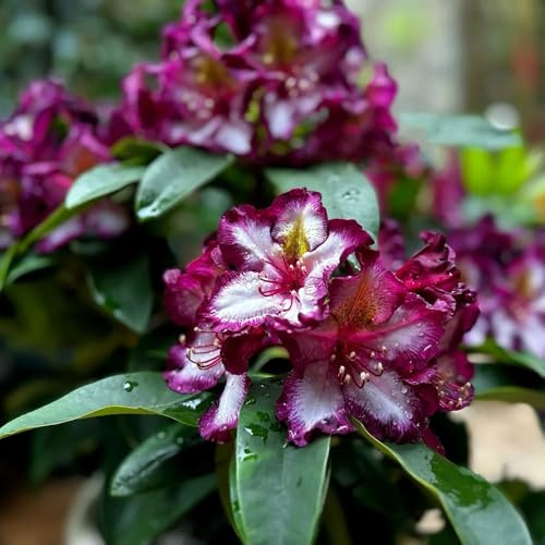 semillas resistentes de azalea arbustos de rápido crecimiento, rododendro exóticas resistentes, primavera, verdes, decoración jardín al aire 90pcs