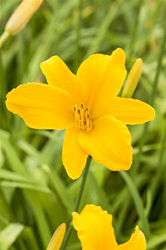 Hemerocallis x cultorum 'Aten' 11x11 cm Topf – Winterhart, Mehrjährig, Pflegeleicht – Taglilie – Staude für Beet & Rabatte