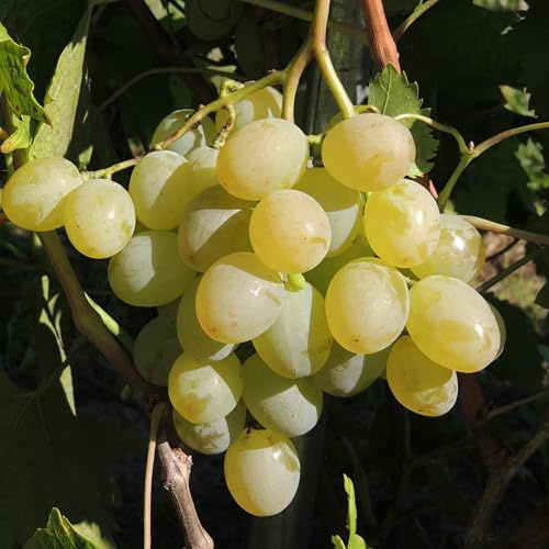 Plant de raisin Rozovaya Dymka 2L - Il peut rester longtemps dans les buissons
