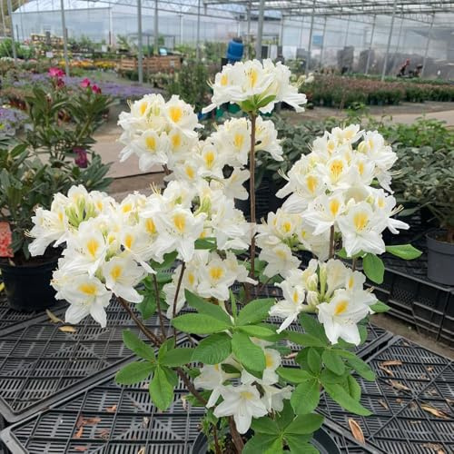 semillas resistentes del rododendro, jardín 10pcs