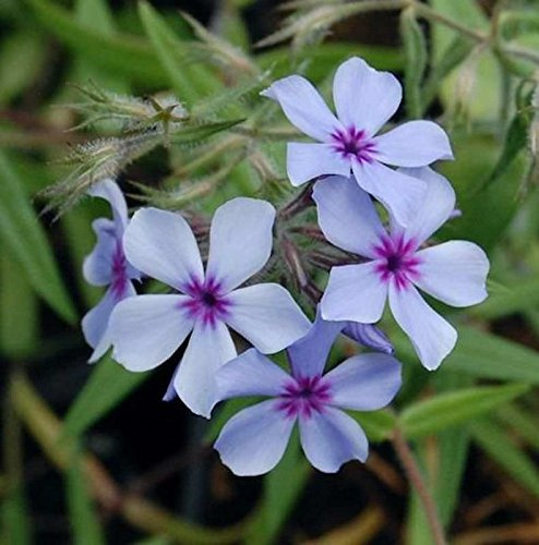 Niedrige Flammenblume Chattahoochee - Phlox divaricata - lebende Gartenpflanze aus den Baumschulen