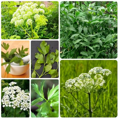 Semi di levistico biologico, levistico resistente, prodotti sostenibili, giardino, biologici di culinarie 400pcs