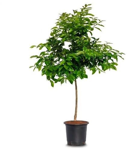 Árbol Naranjo PREMIUM Frutal Natural Naranjas de Mesa