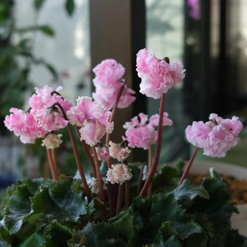 Semi resistenti al ciclamino, giardino Ciclamino persico - perenni resistenti Le da giardino sono 150pcs