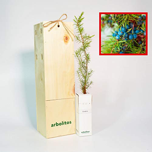 ENEBRO - arbolito de pequeño tamaño en caja de madera - PLANTA VIVA (1)