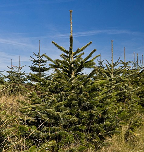 Seedeo® Anzuchtset Nordmanntanne (Abies Nordmanniana ambrolauri)