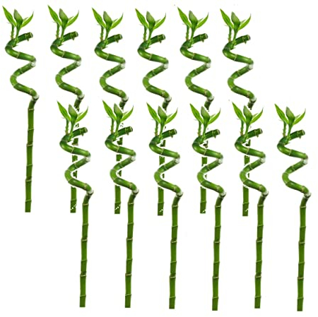 Plant in a Box - Dracaena sanderiana - 12er Set - Lucky Bamboo - Glücksbambus - ⌀2cm - Höhe 40-50cm