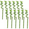 Plant in a Box - Dracaena sanderiana - Set di 12 - Lucky Bamboo - Pianta di bambù reale - Altezza 40-50cm