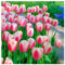 Tulipán Bulbos,Winterharte, Bulbos de Tulipán, Flores Cortadas, Plantas Perennes, Bulbos De Jardín, Decoración De Balcones-5 Bulbos-E