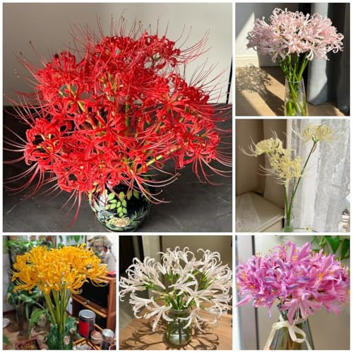 6zwiebeln spinnenlilie - lycoris radiata - blumenzwiebel pflanzer, frühlingsblumen blutblume für sonnige plätze, gartenblumen seltene balkon